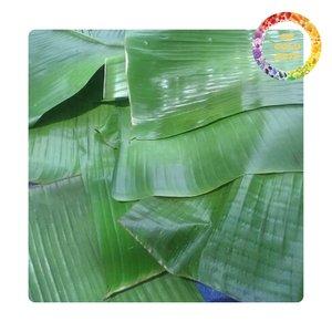 ใบตองแช่แข็งเกรดพรีเมียมสำหรับห่ออาหารแบบดั้งเดิมและนึ่งอาหาร - Product Image 6