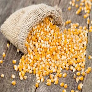 Maíz Amarillo y Maíz Blanco de Alta Calidad para Alimentación Animal, Aves de Corral, Ganado y Nutrición, Granos a Granel Sin OMG - Product Image 1