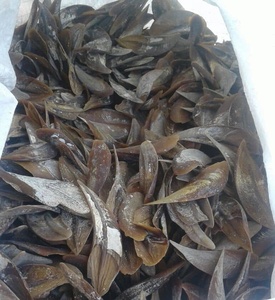 [HIGH QUALITY] Blue Lotus Farm Murex Operculum Seashell Raw Material Non-Toxic for Perfume Incense Fragrance Supply Vietnam - Product Image 3