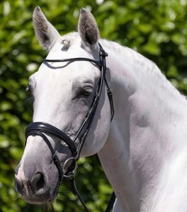 Licol d'entraînement robuste en sangle de nylon pour chevaux, réglable avec double boucle, respirant, pour l'encastrement et la pâturie - Product Image 2