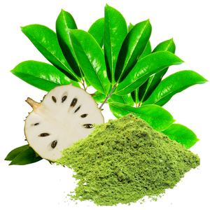Feuilles de graviola séchées de qualité supérieure, provenant directement des fermes vietnamiennes, séchées au soleil et sans pesticides, idéales pour les infusions aux herbes. - Product Image 4