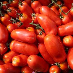 Fournisseur en gros de tomates fraîches de haute qualité, tomates rouges mûries sur la vigne pour l'exportation, supermarchés et industrie alimentaire - Product Image 1