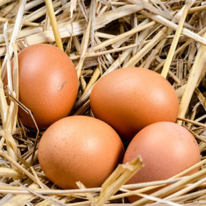 ไข่ไก่สดคุณภาพสูงสำหรับขาย ไข่ไก่จากฟาร์ม ผู้จำหน่ายไข่ไก่ ขายส่ง - Product Image 5