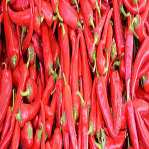 Chile Rojo Entero de la India, Nueva Cosecha, Producto al por Mayor para Comerciantes Internacionales de Especias y Procesamiento Comercial de Alimentos - Product Image 4