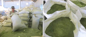 Export Grade Green Seaweed Powder Natural Ocean Origin <b>Raw</b> <b>Material</b> For Food Industry Bulk Supply Professional <b>Packaging</b> Support - Product Image 5