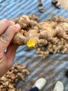 Jengibre Fresco Natural de Vietnam, Exportación al por Mayor para Compradores Internacionales que Buscan un Socio de Suministro de Contenedores a Largo Plazo - Product Image 2