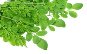 Polvo de hoja de Moringa de grado alimenticio de marca KMP, extracto de hierbas cultivado salvaje tailandés de alta calidad, esencia MOQ, tambor originario de 100kg - Product Image 4