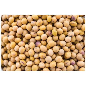 Certified <b>Soybeans</b> +Non gmo yellow <b>soybean</b> +soya bean seed - Product Image 5