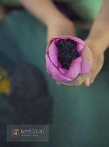 Té de Lotus 2026 de Alta Calidad, Ingredientes Seleccionados para Consumo Diario y Servicio de Hostelería, Sabor Suave, Suministro a Granel - Product Image 4