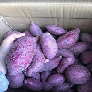 มันม่วงอูเบะออร์แกนิคธรรมชาติสดใหม่ ขนาด 5.5 ซม. มีสินค้าพร้อมส่ง จัดส่งรวดเร็ว และมีราคาขายส่ง - Product Image 4