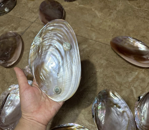 Premium Mother of Pearl Plate Vietnam Natural Shell Material for Jewelry Tray Table Decor Polished Handmade Use - Product Image 3