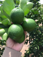 Premium Groene Pitloze Citroenen Van Vietnam Dunne Huid Sterk Aroma En Zoetzure Smaak Perfect Voor Export En Retail Gebruik