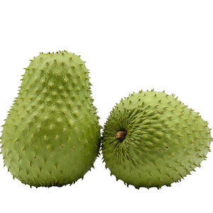 Guanábana Fresca de Alta Calidad de Vietnam _ Suministro Confiable para Importadores y Distribuidores - Product Image 1