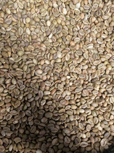 เมล็ดกาแฟพิเศษของเวียดนาม |   กาแฟอาราบิก้า 100% คั่วอ่อนและคั่วกลาง |   ขายส่งกาแฟซิงเกิลออริจิน - Product Image 2