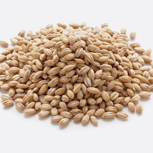 Graines d'orge offrant une germination fiable, une performance des grains élevée et une valeur pratique pour l'agriculture et la production - Product Image 6