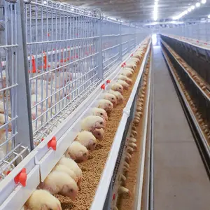 Layanan tahan lama kualitas terbaik 275 tinggi seng lembar otomatis Broiler kandang peralatan ayam peternakan ayam kandang