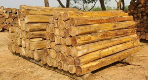 Proveedor Mayorista de Troncos de Madera de Teca de Primera Calidad para Fabricantes de Muebles, Importadores, Exportadores y Comerciantes - Product Image 1