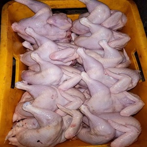 ไก่แช่แข็งแบบ IQF บรรจุภัณฑ์สุญญากาศ เพื่อรสชาติสดใหม่และคุณภาพที่เชื่อถือได้ คัดสรรชิ้นส่วนอย่างพิถีพิถันสำหรับการขายปลีก/บริการอาหารและการปรุงอาหารประจำวัน - Product Image 5