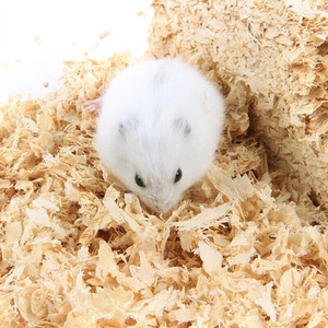 High Quality Vietnam Pine Wood Soft and <b>Large</b> Quantity for Making Carpets and Pet <b>Pads</b> - Product Image 3