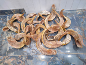 Shofar de Cuerno de Carnero Natural Pulido, Cuerno de Oveja Kosher para Fines Religiosos, Decoración Náutica para el Hogar, Shofar de la India en Venta - Product Image 6