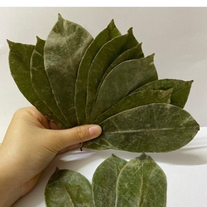 Vietnam Soursop Leaf Tea High Quality Herbal Tea - Product Image 6
