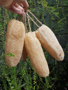 Éponge naturelle en loofah pour votre salle de bain et votre cuisine, provenant de loofah naturel du Vietnam, à prix avantageux en gros, 2025 - Product Image 2
