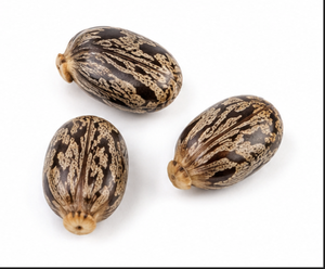 Semillas de Ricino de Primera Calidad, 99% de Pureza |   Ricinus Communis |   Venta al por Mayor en India - Product Image 1