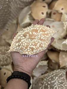 Coquille de crabe naturelle séchée de haute qualité pour l'alimentation en restauration, provenant du Vietnam / Coquille de crabe entière nettoyée à prix abordable pour l'exportation - Product Image 3