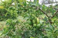 Wereldwijde marktvoorraad natuurlijke Vietnamese limoen, gesneden, gedroogd, 200gr verpakking, nieuwe frisse smaak, Mekong River Co. Ltd, 12 maanden houdbaarheid