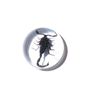 Cabujón de Plástico con Espécimen Real de Escorpión Negro, Redondo, 19x19 mm, Base Plana Transparente, para Manualidades y Joyería - Product Image 2