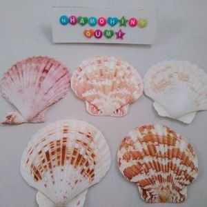 หอยเชลล์ธรรมชาติคละสีจากเวียดนามสำหรับงานฝีมือ DIY - Product Image 5