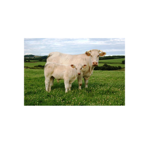 Fournisseur en gros de bétail Charolais de qualité supérieure, livraison en 7 à 14 jours en Afrique du Sud pour les éleveurs de bétail et les entreprises agricoles - Product Image 1