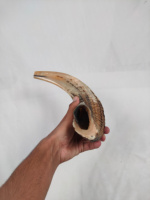 Corne de mouton naturelle, Shofar en corne de bélier, objet religieux animal, durable, de qualité supérieure, poli, artisanat, vente en gros