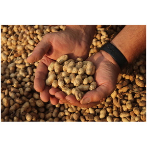 Cacahuetes Rojos Orgánicos Secos de Alta Calidad Disponibles para la Venta a Bajo Precio - Product Image 1