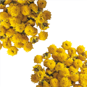 Flores de Manzanilla Crudas Directas de Fábrica, Té de Margarita Seca en Bolsa Doypack 500g, Importador a Granel de Origen Directo Vietnam - Product Image 1