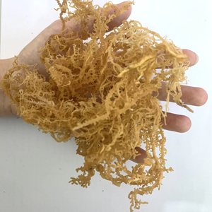 สาหร่ายทะเลอิริชมอส ยูเชียมา คอตตอนนี 100% จากธรรมชาติ ได้รับการรับรองมาตรฐาน HACCP ผลิตภัณฑ์จากเวียดนาม พร้อมส่งออก คุณลิมา - Product Image 1