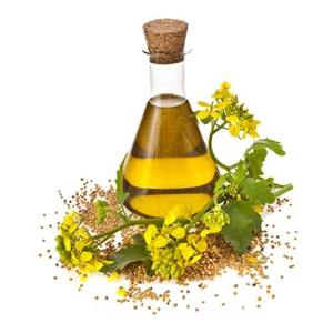 Suministro al por Mayor al Mejor Precio, Aceite de Mostaza Orgánico de Alta Calidad 100% Puro a Bajo Precio - Product Image 3