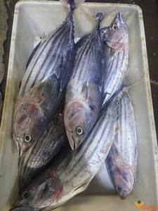 Thon entier congelé, thon rond entier, produits de la mer congelés de qualité supérieure pour l'exportation en gros - Product Image 1