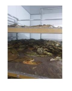 Factory Wholesale Customized Natural Spices Dried Suorsop Leaves From VietNam With Dried Soursop Leaf - Product Image 3