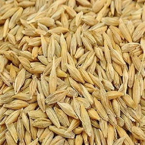 เมล็ดข้าวบาร์เลย์สดออร์แกนิกพรีเมียมและเมล็ดข้าวบาร์เลย์มอลต์ - อาหารสัตว์แบบขายส่ง - Product Image 4