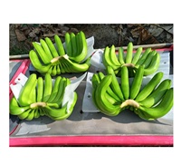 Topkwaliteit Verse Cavendish Banaan Uit India Groene Bananenexporteur Levert Verse Groenten En Fruit Voor De Beste Prijs