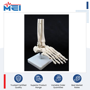 Fabriqué en Inde, modèle anatomique d'os et d'articulation de qualité supérieure pour l'enseignement médical, à prix compétitif. - Product Image 2