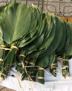 Hojas de Dong Frescas Naturales de Origen Vietnamita para Venta al por Mayor - Product Image 1