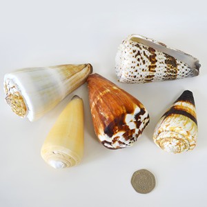 Conchas de caracol naturales de bajo costo y alta calidad para manualidades y decoración del hogar. - Product Image 3