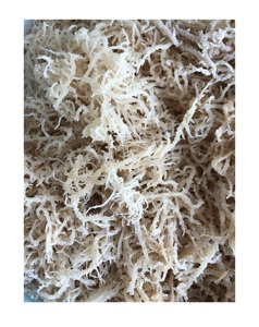 Salade de mousse de mer d'Irlande séchée en vrac à bon prix Utiliser des algues Eucheuma Cottonii <span class=keywords><strong>Feuille</strong></span> propre et de haute qualité - Product Image 2