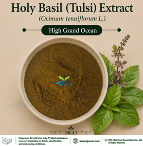 โรงงาน HGO จัดจำหน่ายโดยตรง สารสกัดโหระพา (ตุลซี) เกรดอาหาร (Ocimum tenuiflorum L.) อัตราส่วน 4:1 5:1 10:1 20:1 100:1 200:1 - Product Image 1