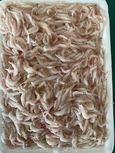 Camarones Secos al por Mayor con Calidad y Nutrición Premium de Proveedor Vietnamita // Evan - Product Image 4