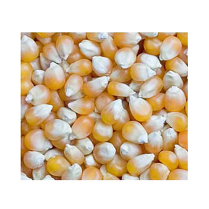 Best Quality <b>Dried</b> Style Yellow Corn/ Dry Maize For Animal Feed Best Prices - Product Image 2