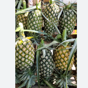 Piña Fresca Premium, Fruta Tropical Dulce, Calidad de Exportación, Proveedor Mayorista a Granel de Bangladesh, Six Season Agro - Product Image 3