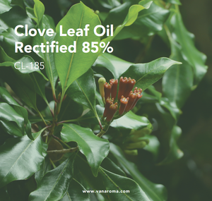 น้ำมันหอมระเหยกลิ่นสดจากใบกานพลูบริสุทธิ์ 85% (CL-185) วาน อโรมา - Product Image 2